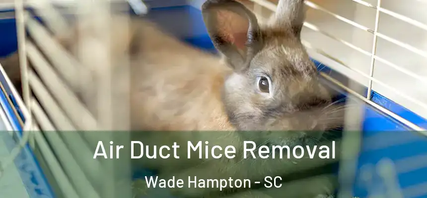 Air Duct Mice Removal Wade Hampton - SC